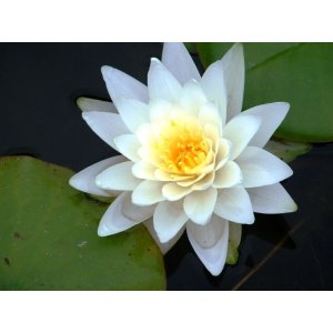 Lekno (Nymphaea) ´ALBATROS´ - ⌀ 5-10 cm, kont. P11
